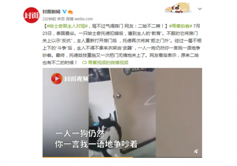 哈士奇|哈士奇跟主人“对骂” 骂不过气得数次摔门