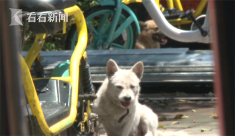 流浪狗|3条流浪狗突然从小区车库冲出 扑倒6岁男童...