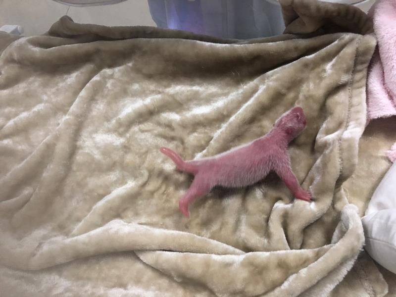 大熊猫219克！成都熊猫基地最重宝宝诞生