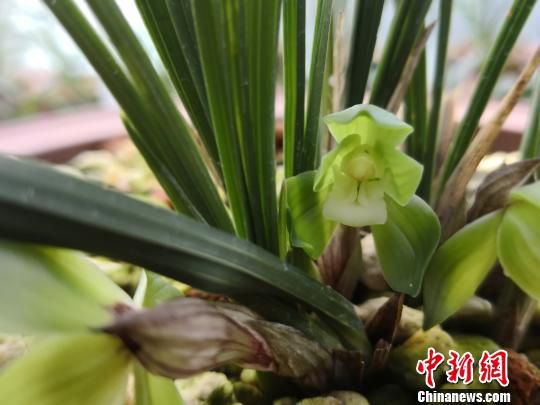 图为：“赤壳荷素”春兰重绽 唐吉娜 摄