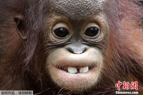 笑一个红毛猩猩幼崽咧嘴露出大板牙图