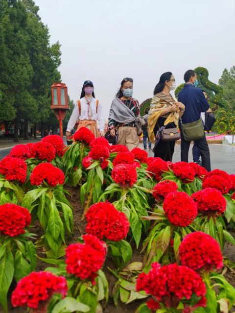 天坛|视点｜节日主题花坛落成天坛公园花团锦簇迎国庆
