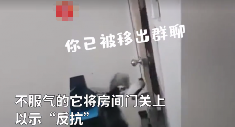 哈士奇|哈士奇跟主人“对骂” 骂不过气得数次摔门