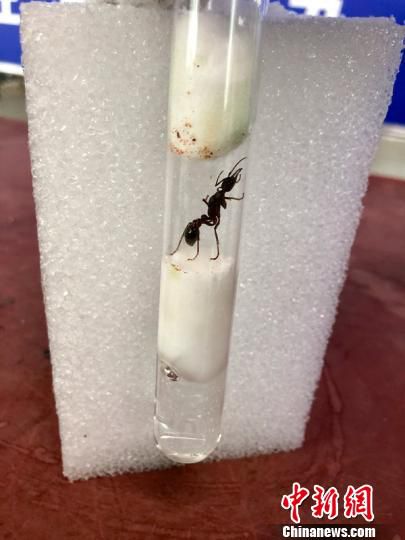 哈尔滨海关在进境邮件中截获首例宠物活体蚂蚁。 潘天慧 摄 哈尔滨海关在进境邮件中截获首例宠物活体蚂蚁。 潘天慧 摄