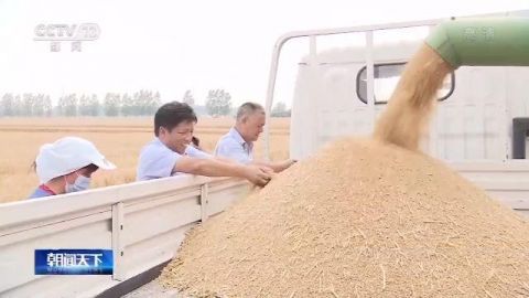 小麦农业农村部：我国麦收进度近六成 品质好于常年