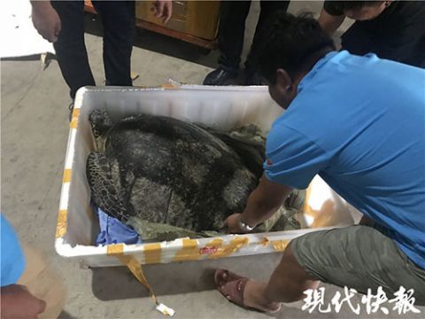 海龟从渔民到海洋馆，这条黑产业链祸害了500多只海龟