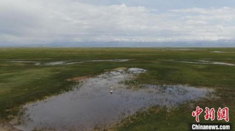 湿地新疆一湿地天鹅宝宝陆续“破壳” 牧民护卫队守护在身边