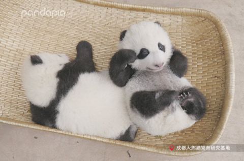 大熊猫|大熊猫幼仔“顺顺““溜溜”死亡 出生仅七个月
