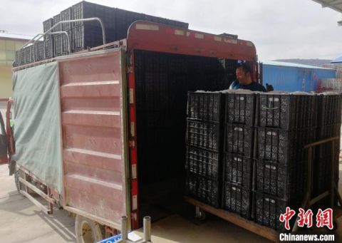 【苹果】疫情下的苹果大县山西吉县：多元模式促销助果农增收