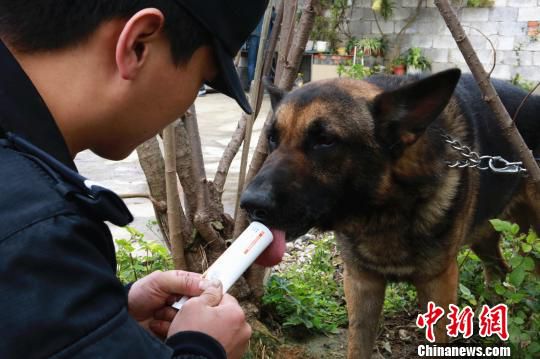苏亚伟在给警犬“刺刀”喂营养膏。　朱柳融 摄