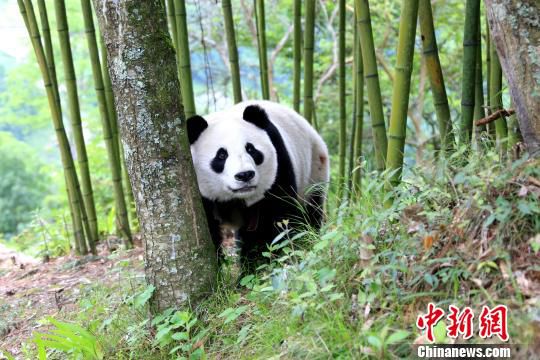 国珍熊猫图片
