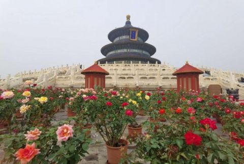 天坛|视点｜节日主题花坛落成天坛公园花团锦簇迎国庆
