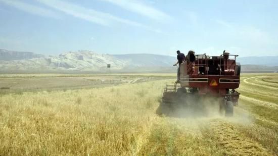 ▲美国犹他州詹森市的艾斯克兰迪农场正在收割燕麦。评论认为，中国如果采取贸易反制措施，将使美国农业遭受严重打击。（BBC）