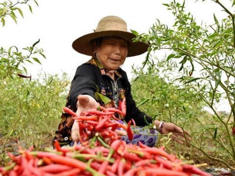 农业|巢湖散兵镇：“火红”小辣椒铺就“红火”致富路