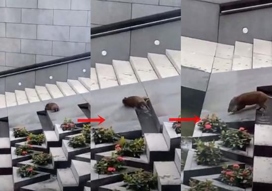 水池|香港中环来了5只野猪，还跳进中银大厦外花园水池游泳