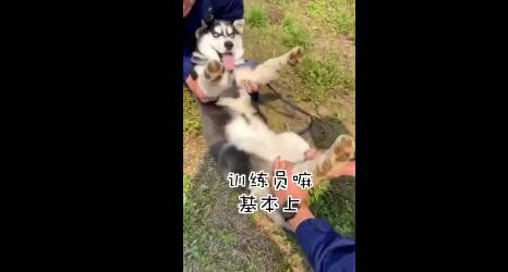 警犬特警挑战训练二哈做警犬 被“折磨”到怀疑人生