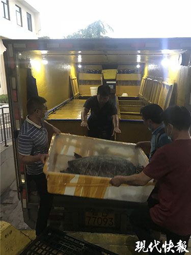 海龟从渔民到海洋馆，这条黑产业链祸害了500多只海龟