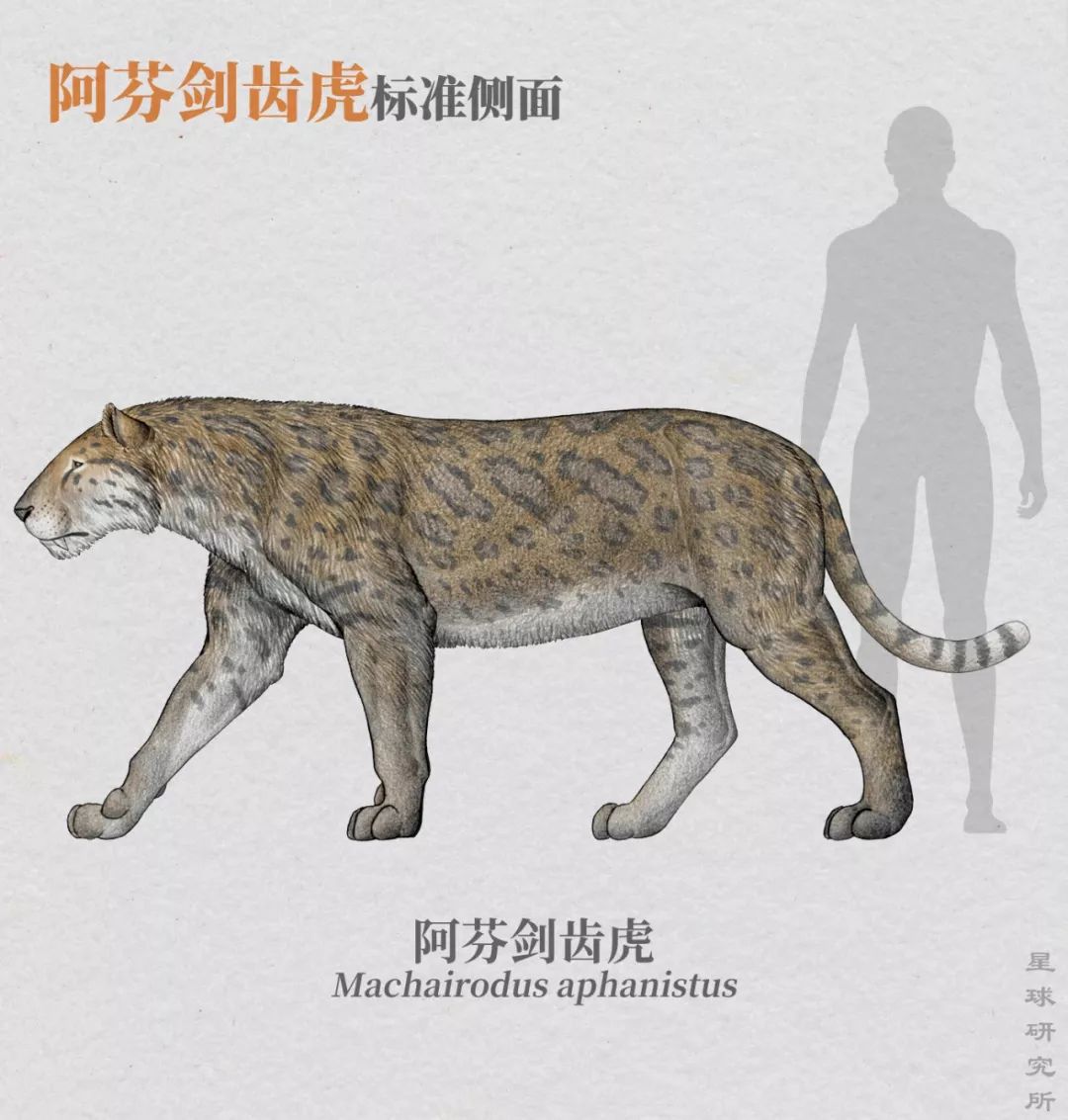 (阿芬剑齿虎标准侧面,点击放大头部可以看到上犬齿,制图@陈瑜)即是