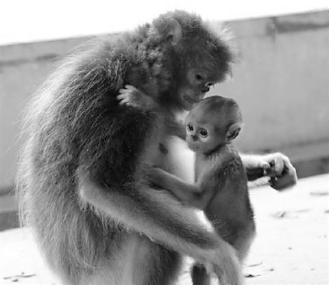 金丝猴长相酷似外星萌娃 杭州小金丝猴成网红