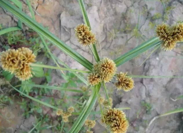 鳢肠一年生草本植物,亦名芩鸡舌草,碧竹草,竹鸡草,竹叶菜,淡竹叶,耳环
