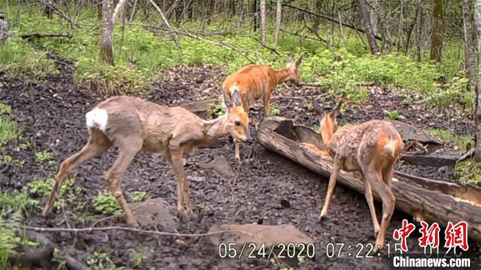 |东北虎豹国家公园再现虎踪 东京城局首次拍到影像