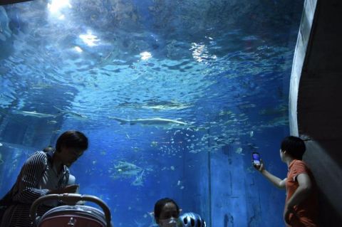 海洋馆|北京海洋馆今日恢复开馆 游客零距离观看海洋动物进食