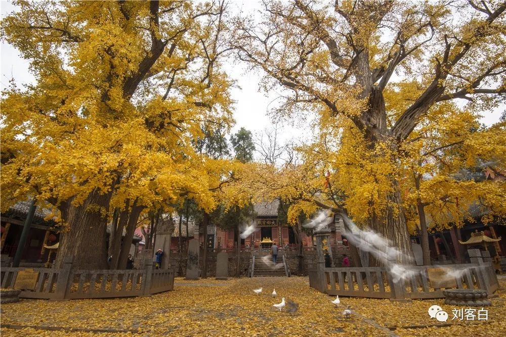 嵩山法王寺银杏树图片