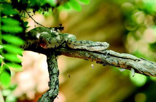 王小平|与偷蛇人斗、与捕鸟人斗 蛇岛“守蛇人”与蛇共舞40年