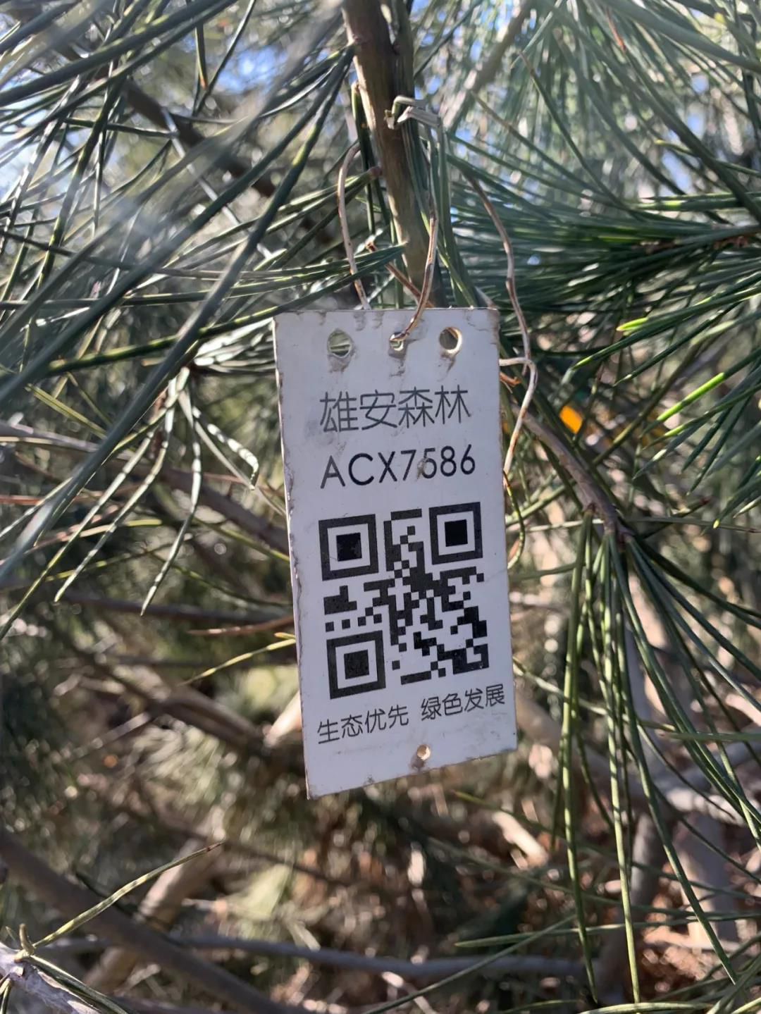 △雄安新区内树木上有二维码，它是树的身份证。(央视记者张淳拍摄)