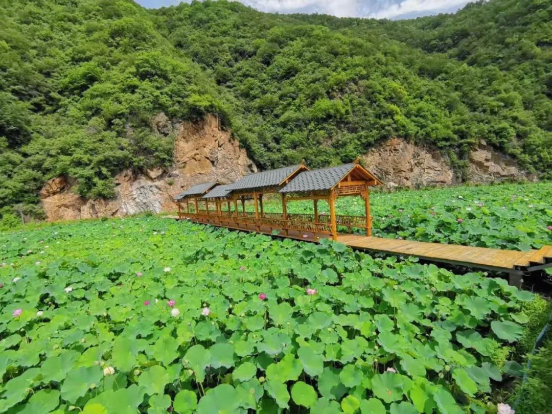 0元门票景点第二弹栾川最美小镇万亩荷花盛开