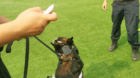 警犬|手指一动就能“遥控”警犬，只因多戴了这个小挂件