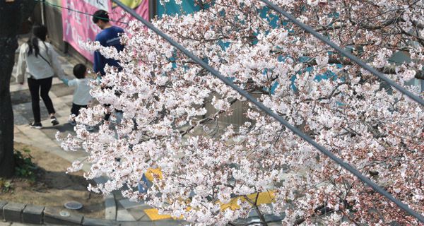 22日下午，在济州岛某地区，当地市民携小朋友，戴着口罩出来赏樱。