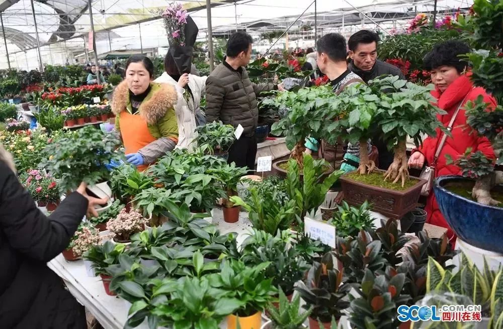 高清大图成都三圣乡花市在春天里最后疯狂