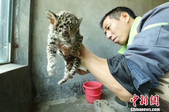 美洲豹雙胞胎被遺棄飼養員充當奶爸育幼