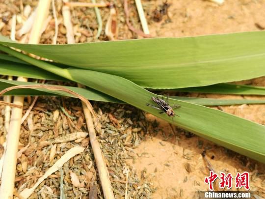 图为在进食的蚂蚱。　郝学娟 摄
