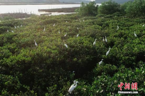 6月3日，航拍鏡頭下的廣東鎮海灣紅樹林國家濕地公園。據廣東省臺山市林業局統計，鎮海灣紅樹林國家濕地公園規劃總面積549.2公頃（其中濕地面積515.4公頃），該區域為典型的南亞熱帶海灣紅樹林濕地生態系統，是珠三角地區保存最完整、連片面積最大的一片紅樹林。<a target=