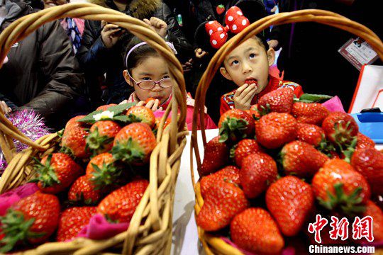 资料图：草莓。<a target='_blank' href='http://www.chinanews.com/'>中新社</a>记者 富田 摄