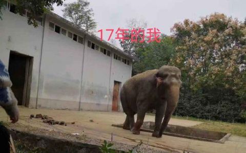 大象合肥一动物园大象瘦成皮包骨？园方回应：每天喂足饲料