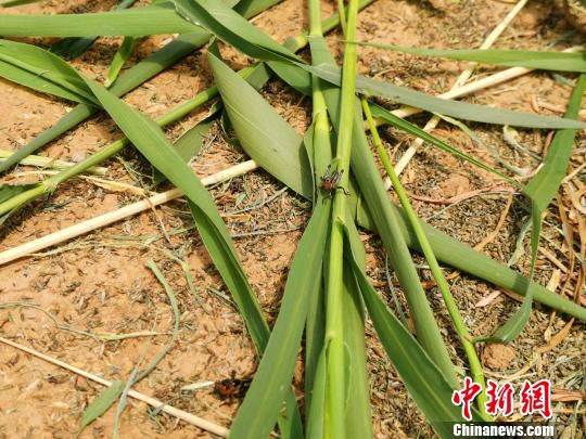 图为张丹丹饲养的蚂蚱。　郝学娟 摄