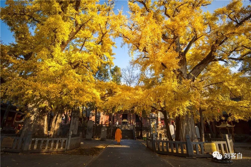 嵩山法王寺银杏树图片