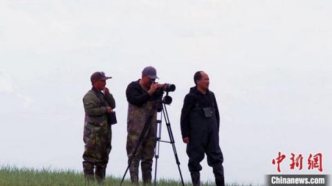 湿地新疆一湿地天鹅宝宝陆续“破壳” 牧民护卫队守护在身边