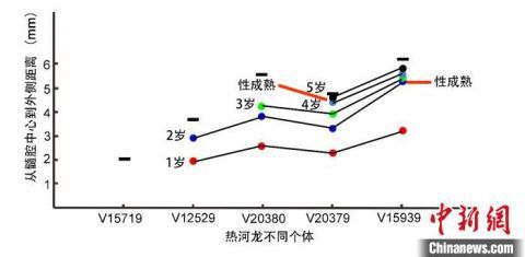 恐龙|中美学者合作揭秘小型鸟脚类恐龙发育模式：每年都有生长线