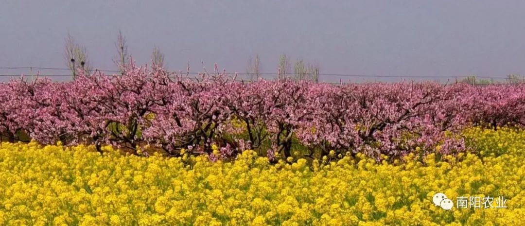 鬱金香賞花推薦地地址1:新野城區濱河路白河溼地公園觀賞時間:3月16至