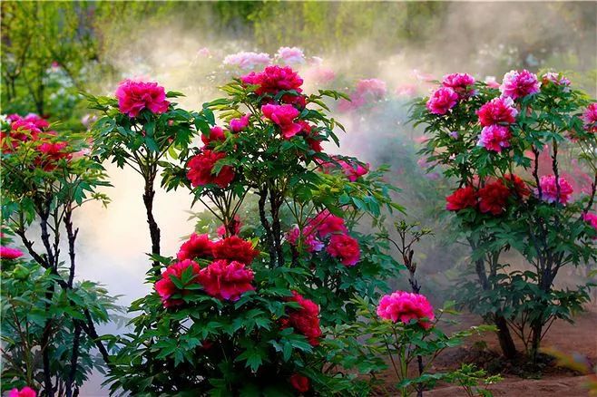 陌上粲然花枝牡丹花海即将上线超强实用指南快看这里