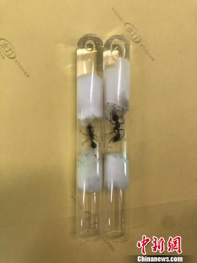 哈尔滨海关在进境邮件中截获首例宠物活体蚂蚁。 潘天慧 摄 哈尔滨海关在进境邮件中截获首例宠物活体蚂蚁。 潘天慧 摄
