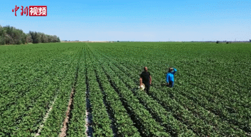 农民|农田里打架子鼓、棉花地里唱歌 这位50岁的农民大叔火了