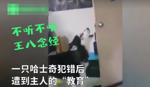 哈士奇|哈士奇跟主人“对骂” 骂不过气得数次摔门