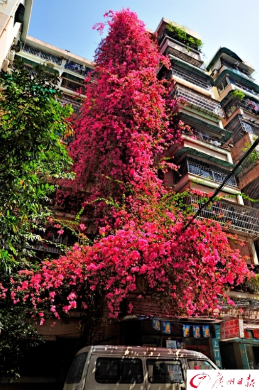 簕杜鹃爬上九层楼繁花似锦如瀑布