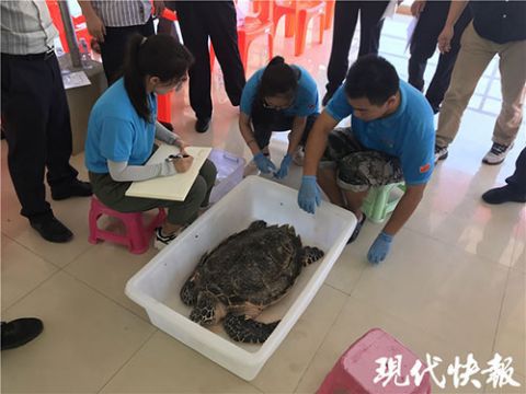 海龟从渔民到海洋馆，这条黑产业链祸害了500多只海龟