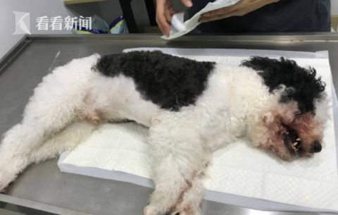 狗|女孩逗狗被咬伤，双方协商后家长为何将狗摔死？